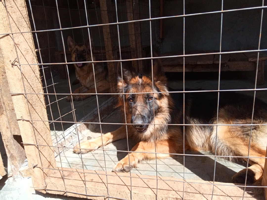BigPaw Kennels Meru | Meru