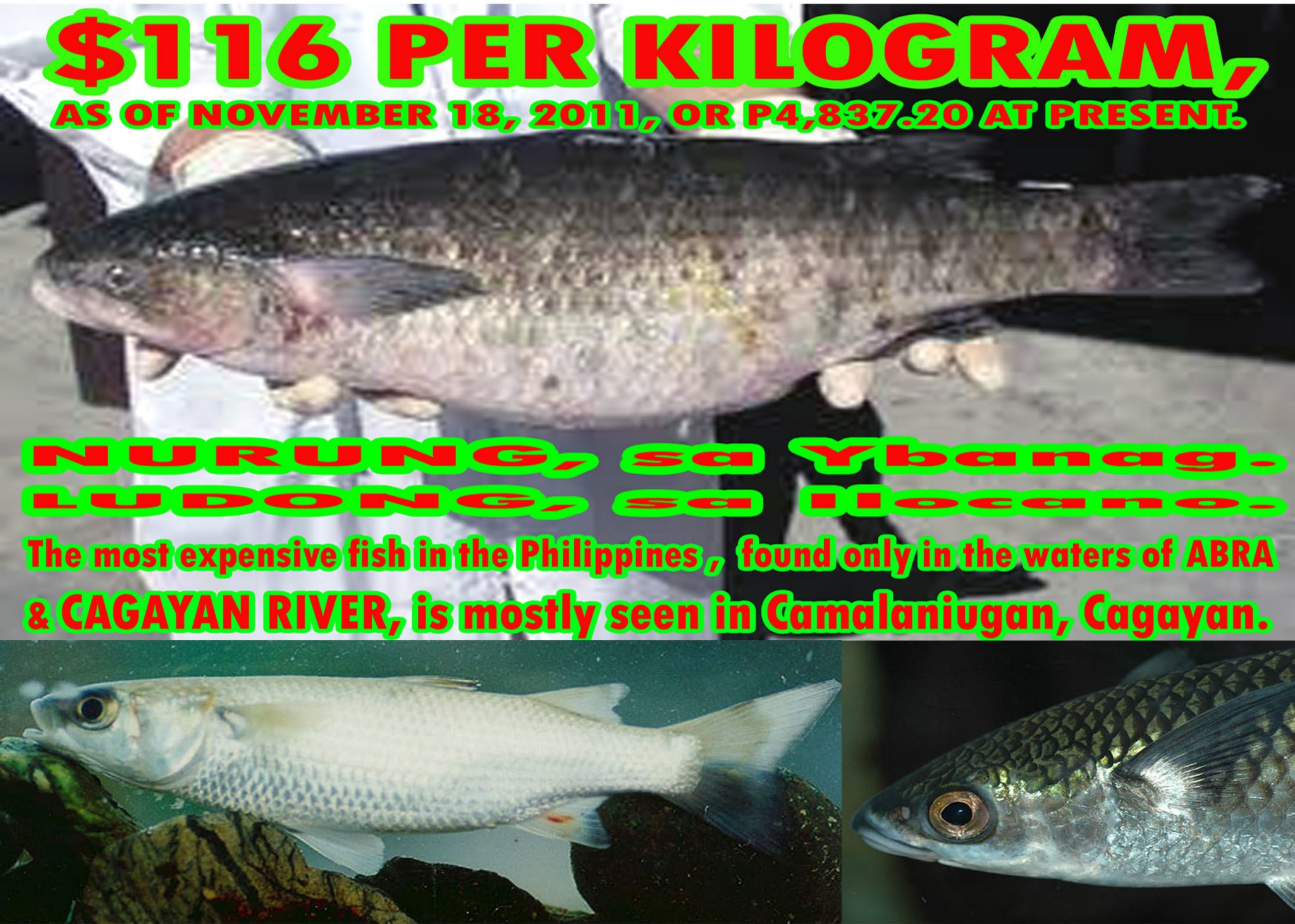 Camalaniugan, - PHILIPPINES MOST EXPENSIVE FISH MAY BE IN DANGER Nov 18 ...