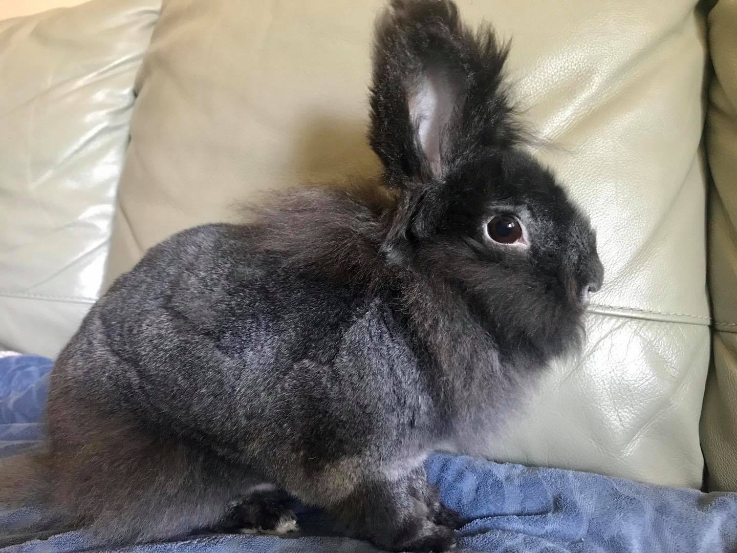 CottonTail Rabbit Rescue