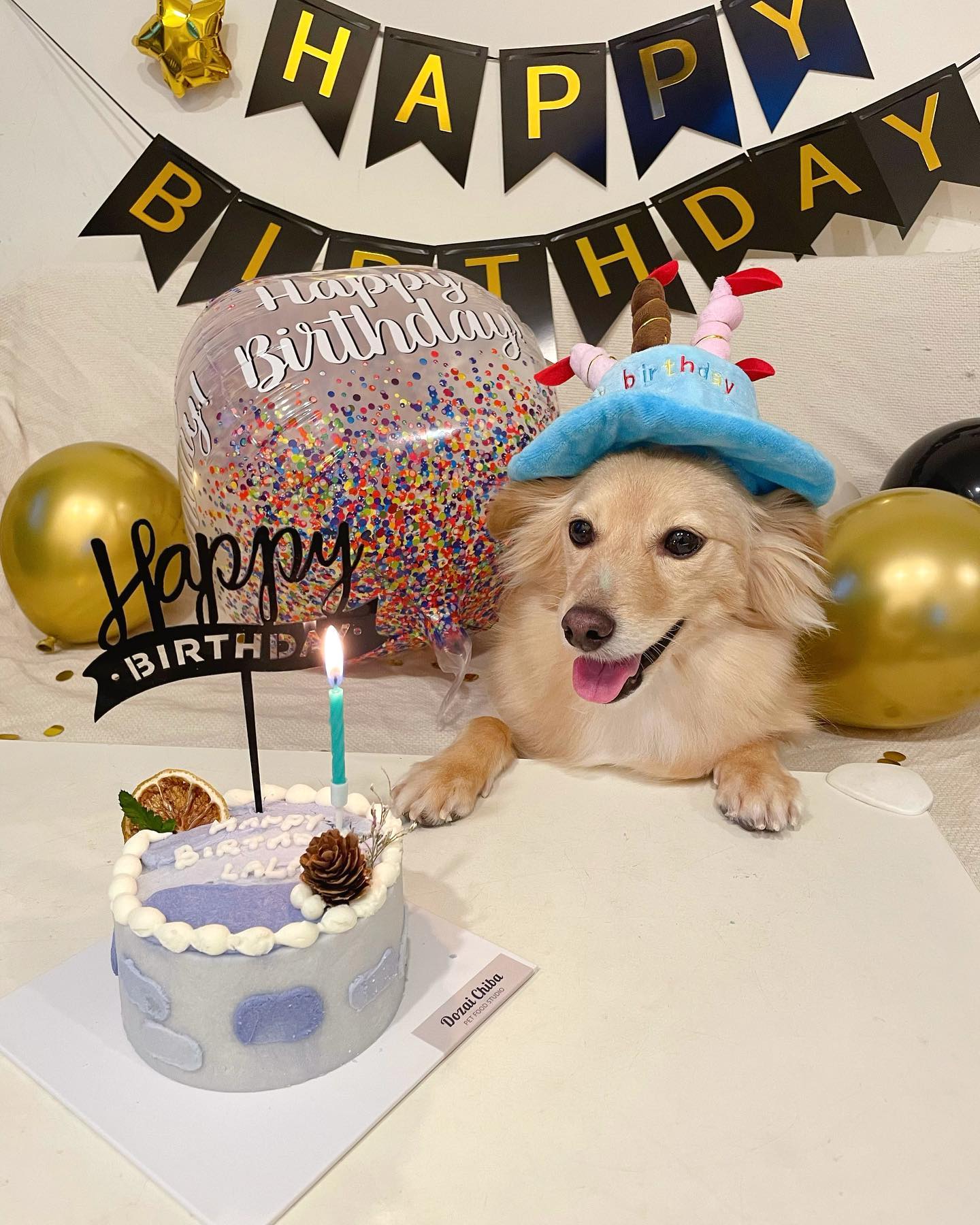 這隻狗那隻貓 拉拉&丁丁 - 我6歲啦！祝我生日快樂🎂🎉 🐶😼... | Facebook