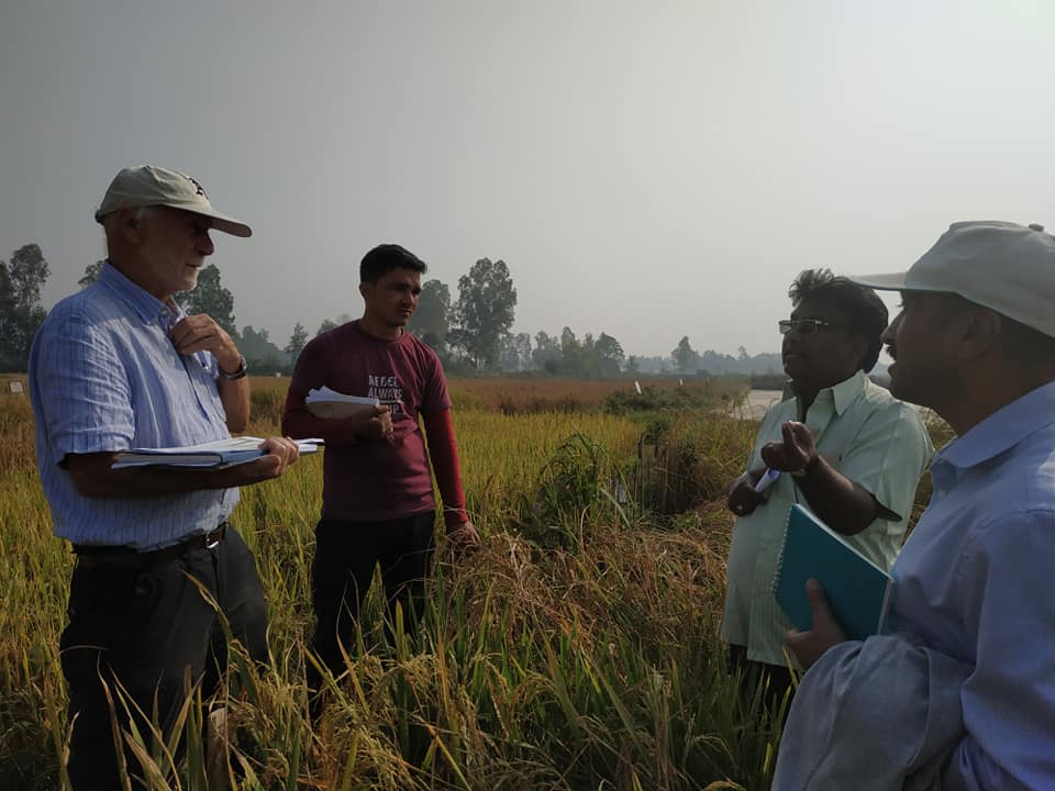 National Rice Research Program- NRRP | Janakpur