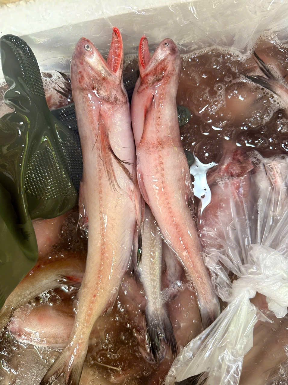 Cá khoai tươi Sài Gòn | 🆘🆘🆘 ngày mai T4 e có cá khoai tươi rói, 2 size ...