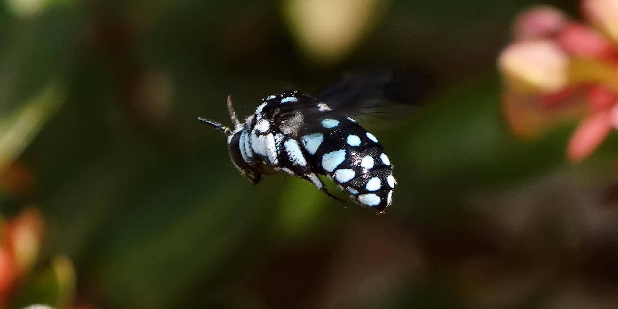 ABC Perth - How beautiful is this native bee? 🐝💙 It looks...