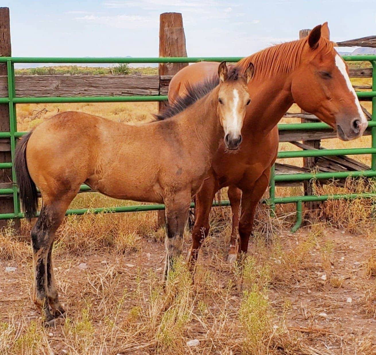 Boss Ranch Quarter Horses | Douglas AZ