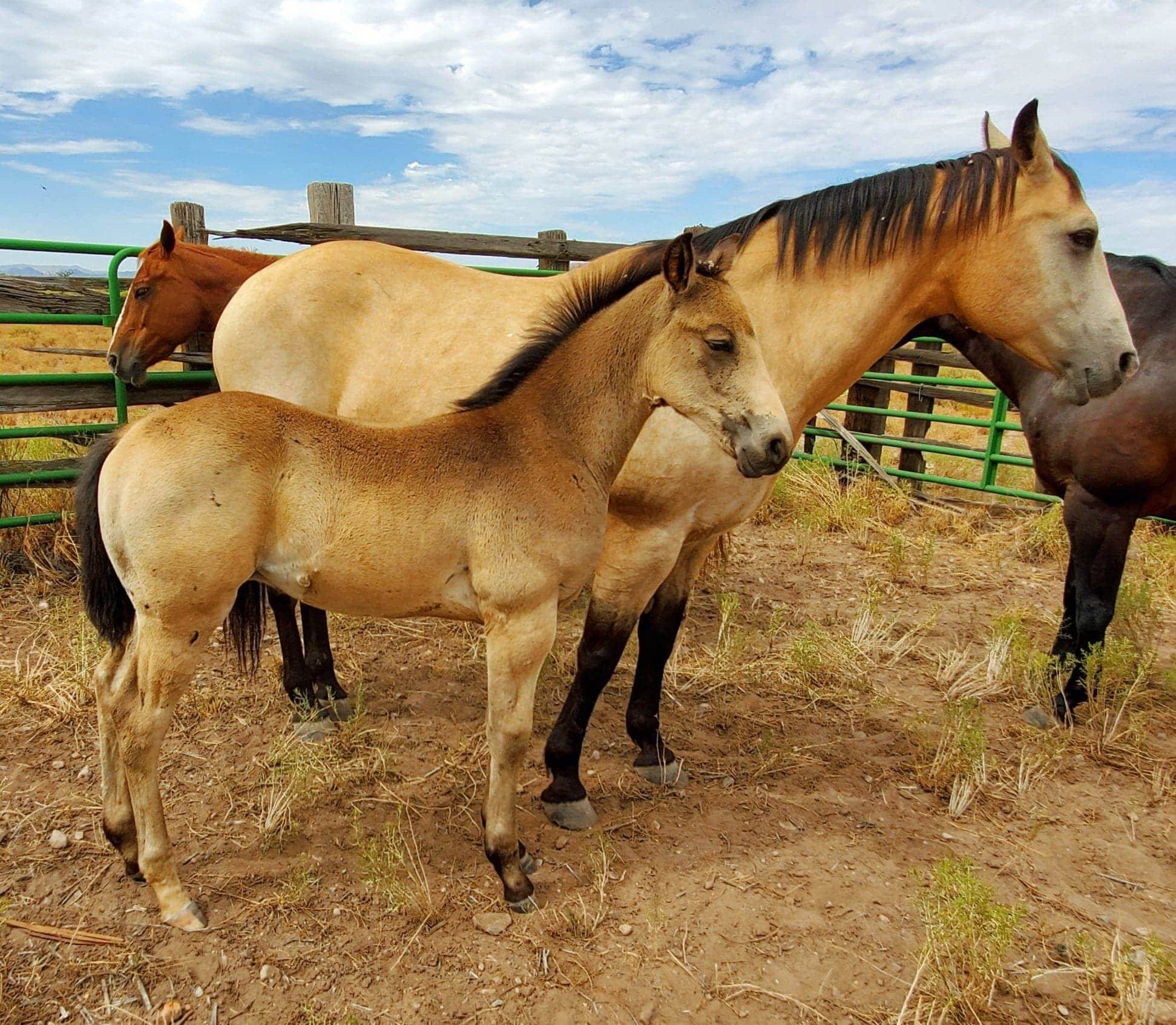 Boss Ranch Quarter Horses | Douglas AZ