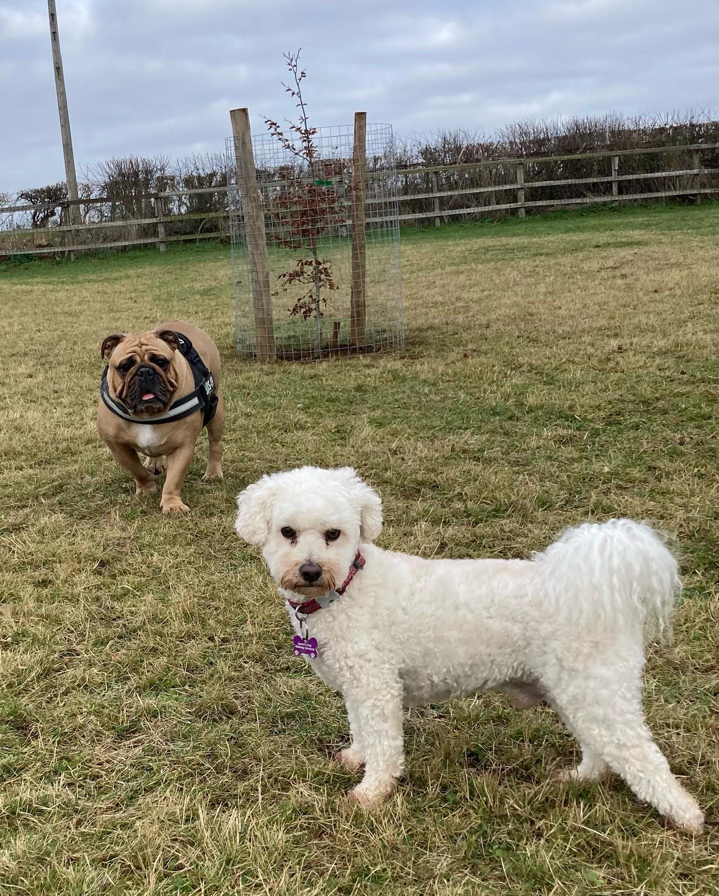 Lynne’s Dog Walking... - Lynne’s Dog Walking and Pet Services