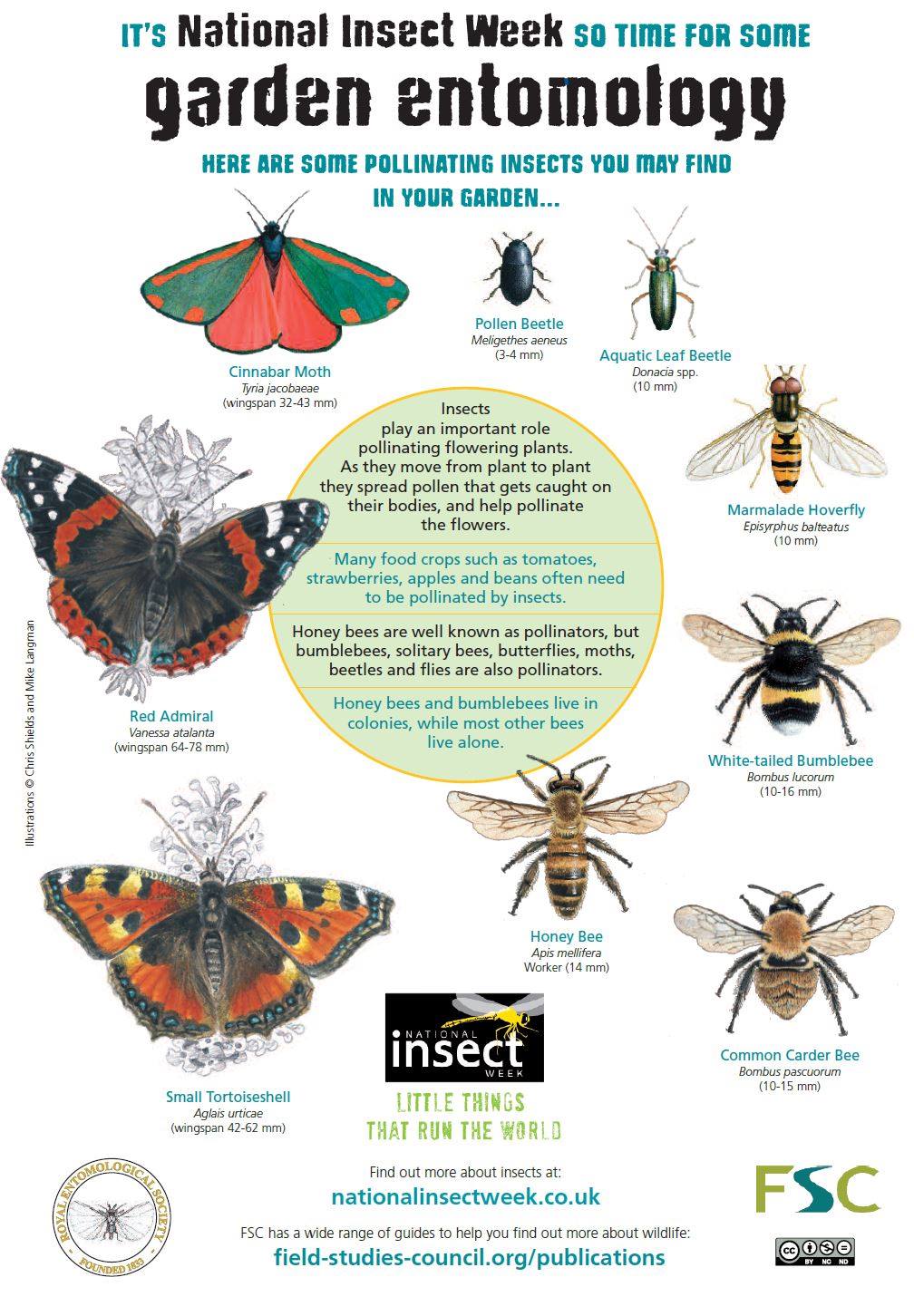 Insect Week - New miniguides to help discover #insects!... | Facebook