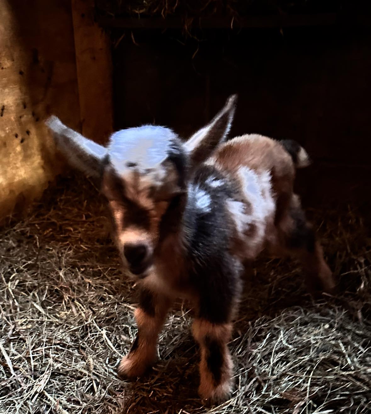 Hawk Ridge Farm