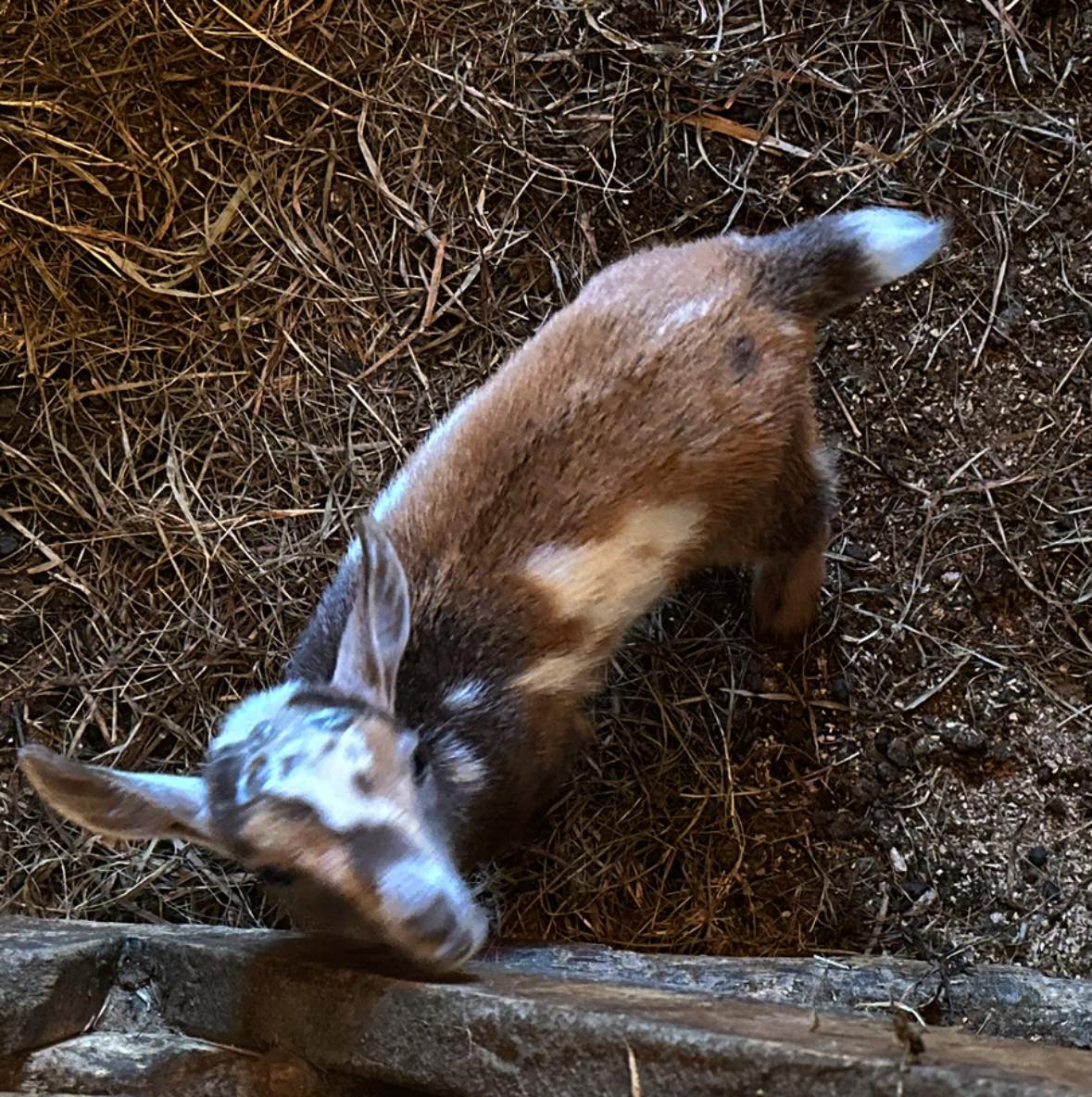 Hawk Ridge Farm