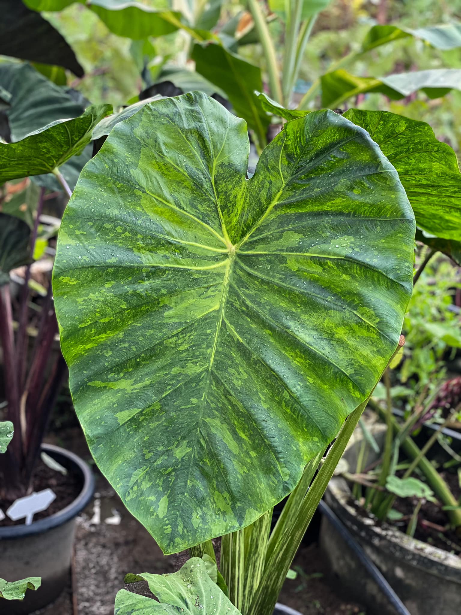 Colocasia​ Forest​ Sunrays So​ Beautiful​ 🇹🇭