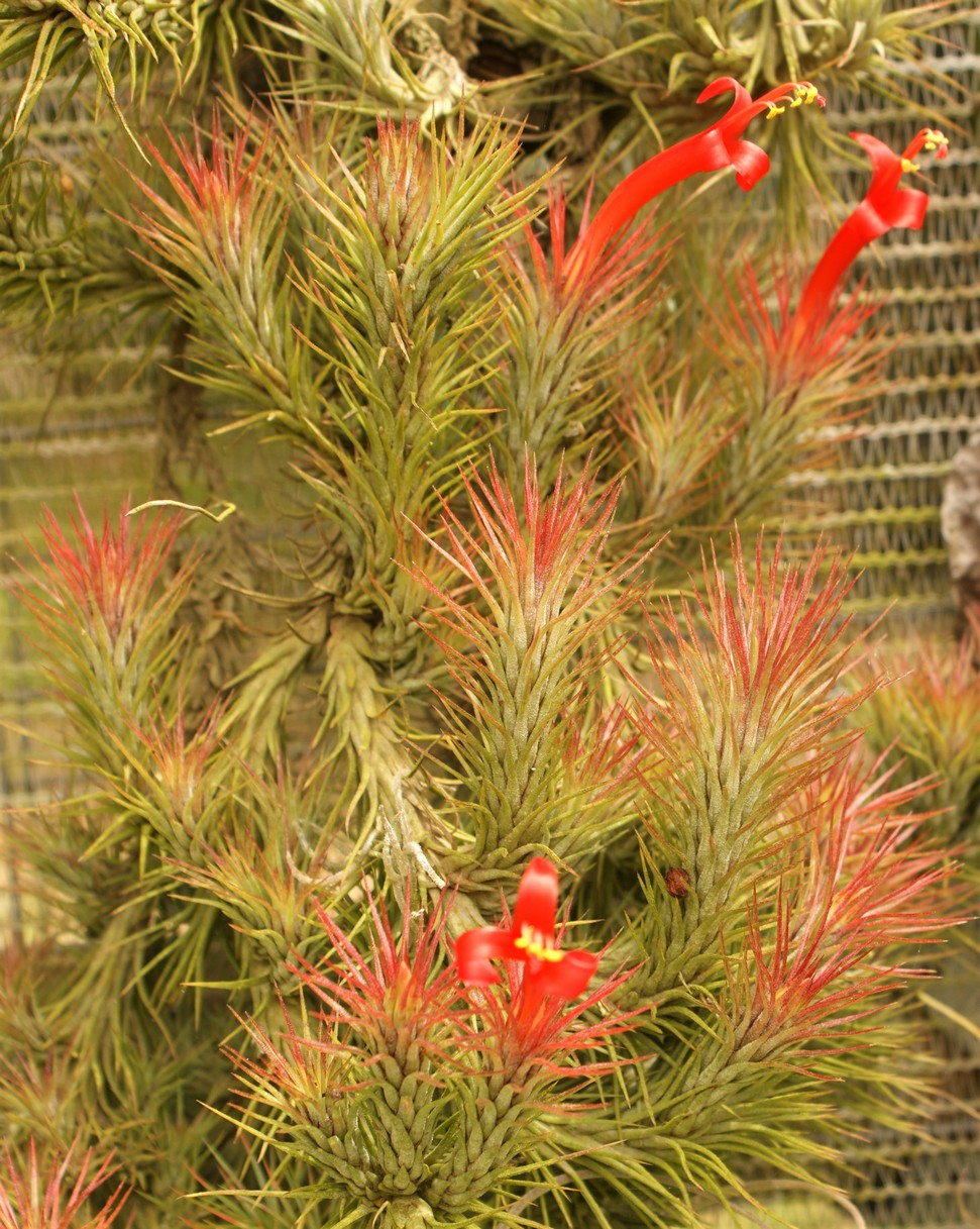 Tillandsia Domingo's Funckiana. One of my favorites.
