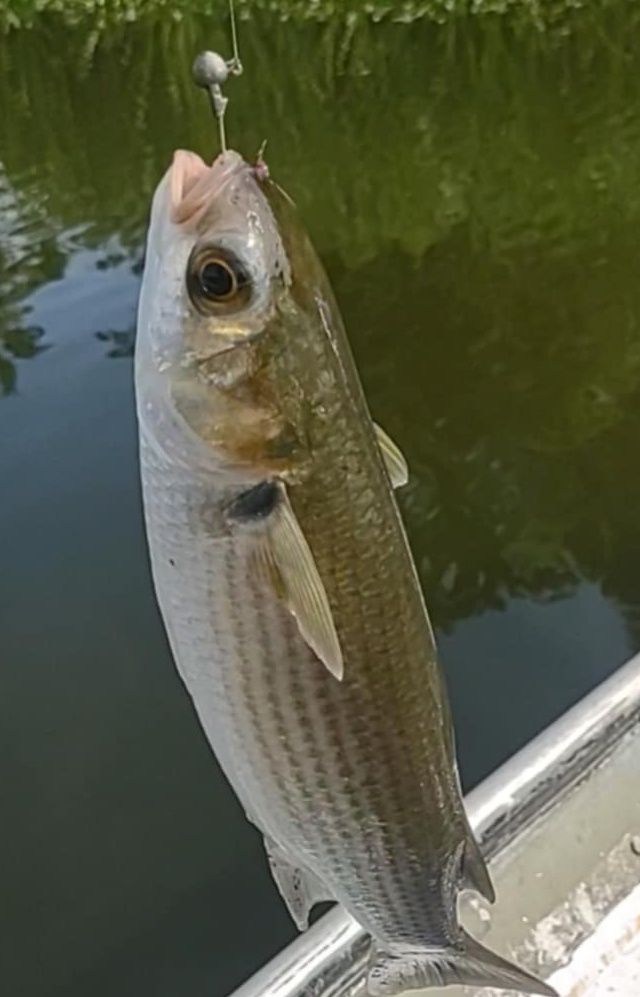 double clutch fishing lure 95SP – The Hook Up Tackle Model:NSF-35-WR Fly Reel Backing Quantum Optix 60 Spinning Featuring an innovative tungsten