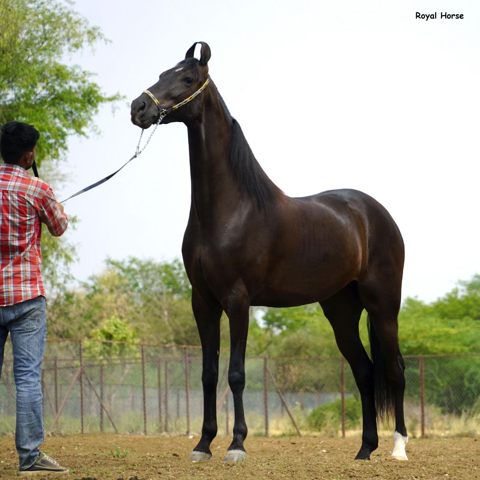 Marwadi horse Indian | Facebook