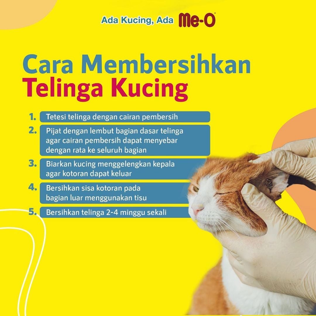 MeO Indonesia - Kucing kamu suka guling-guling di jalan?...
