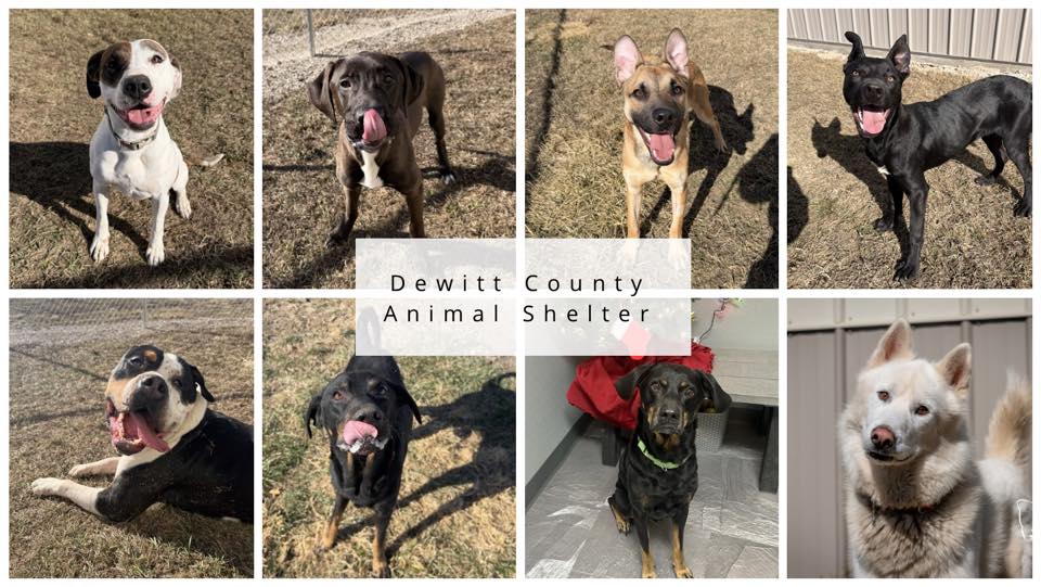 Friends of the DeWitt County Animal Shelter | Reintroducing Timber ...