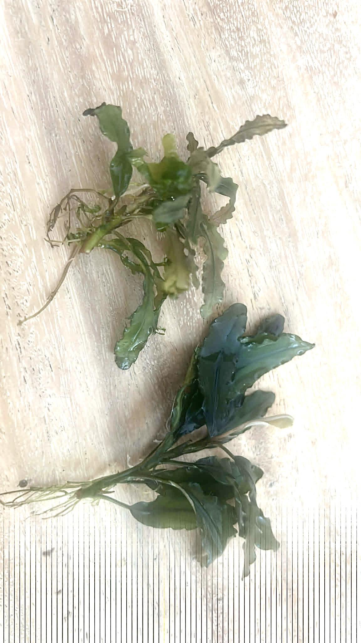Is this Bucephalandra Motleyana or another variety?