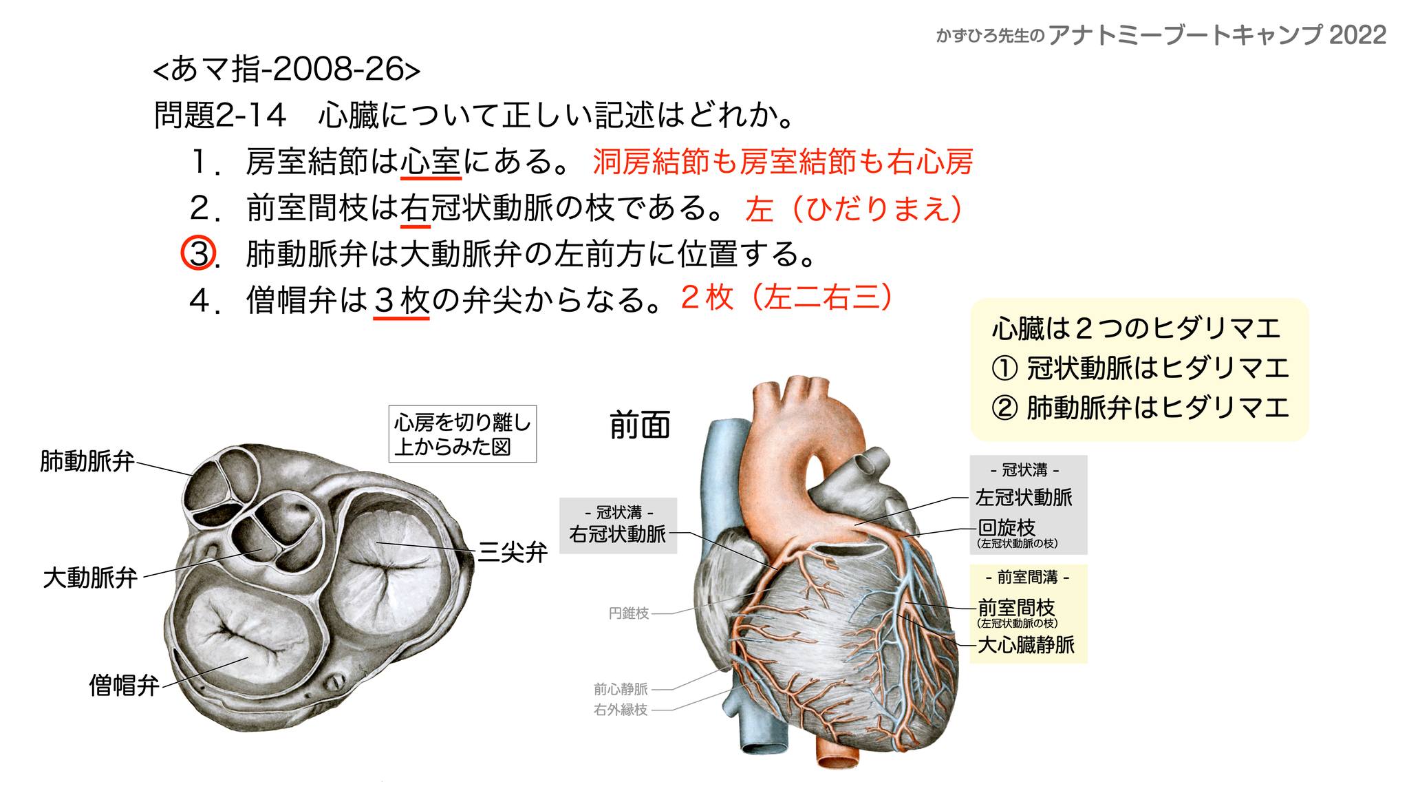 心臓 について 正しい の は どれ か