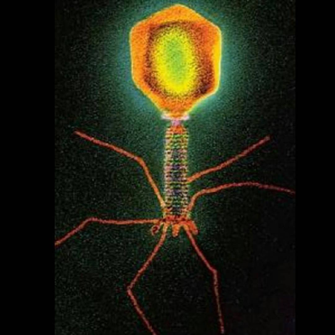 A Scanning Electron Micrograph of T4... - The Microbiologist