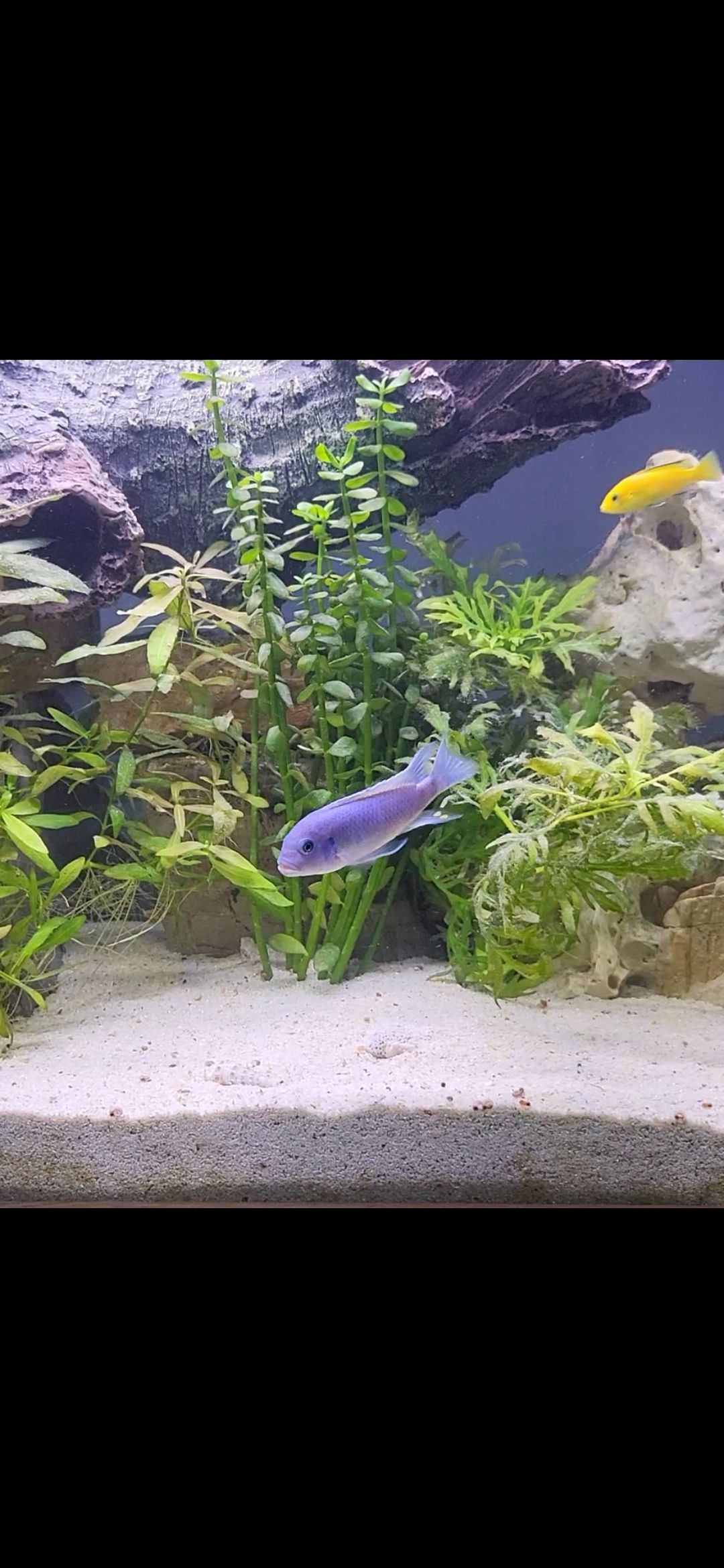 Hiya all. I was given this fish. Can someone plz tell me what it is ...