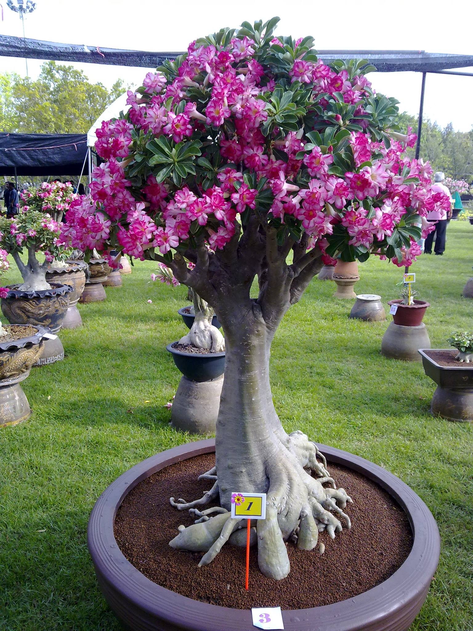 ..ต้นชวนชมไม้ทรงพุ่ม... - NSD Adenium Farm