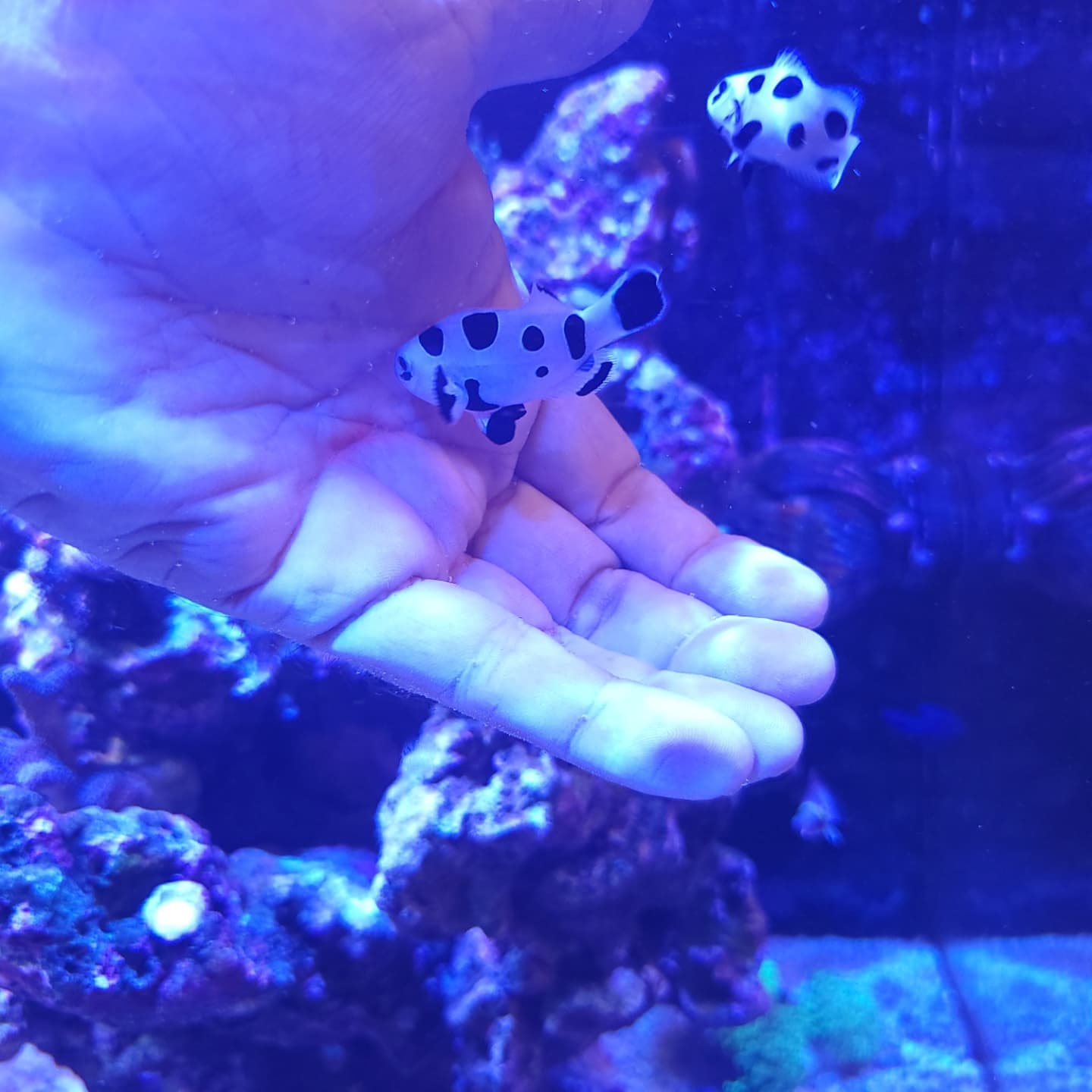 Happiness is...a handful of storm... - Aquatek Tropical Fish | Facebook