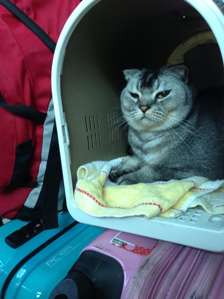 Pet Sitter Macau 澳門寵物保姆 Home Facebook