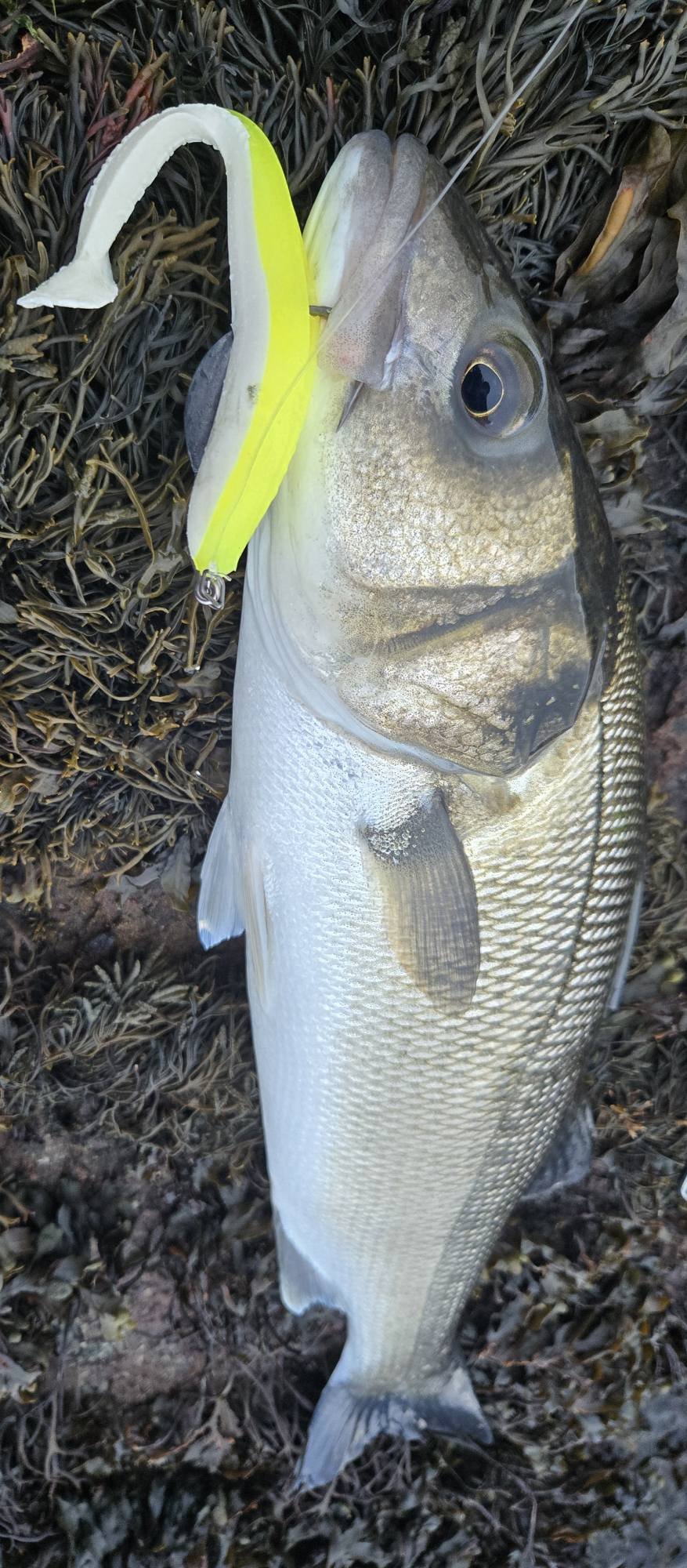 braided line for ice fishing Reaction Tackle - 8 Strand most durable small diameter 6500cs Ambassadeur® Reels & Combos: Color:Channel Islands Cherry