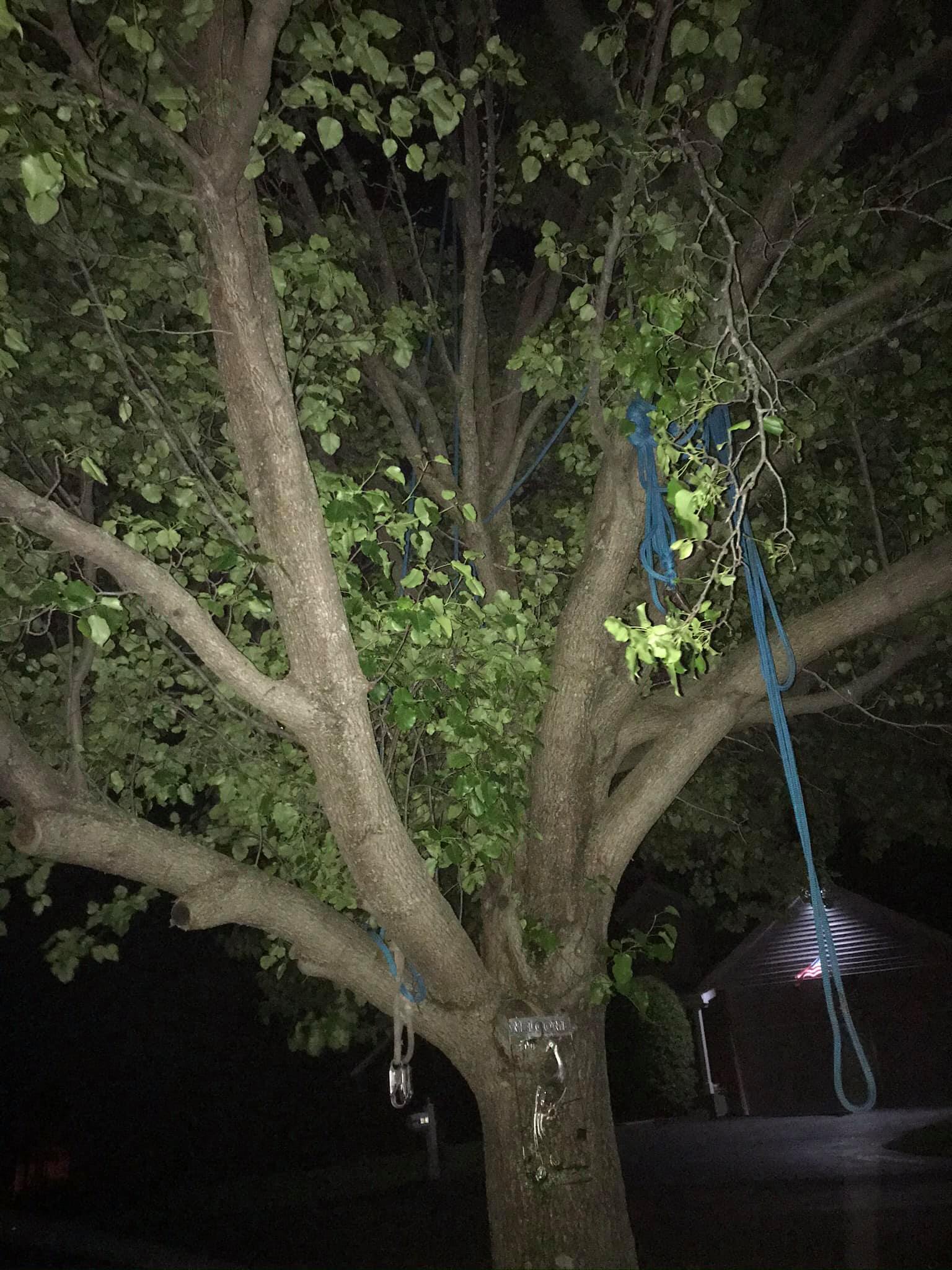 Cardinal Tree Service | St. Louis MO