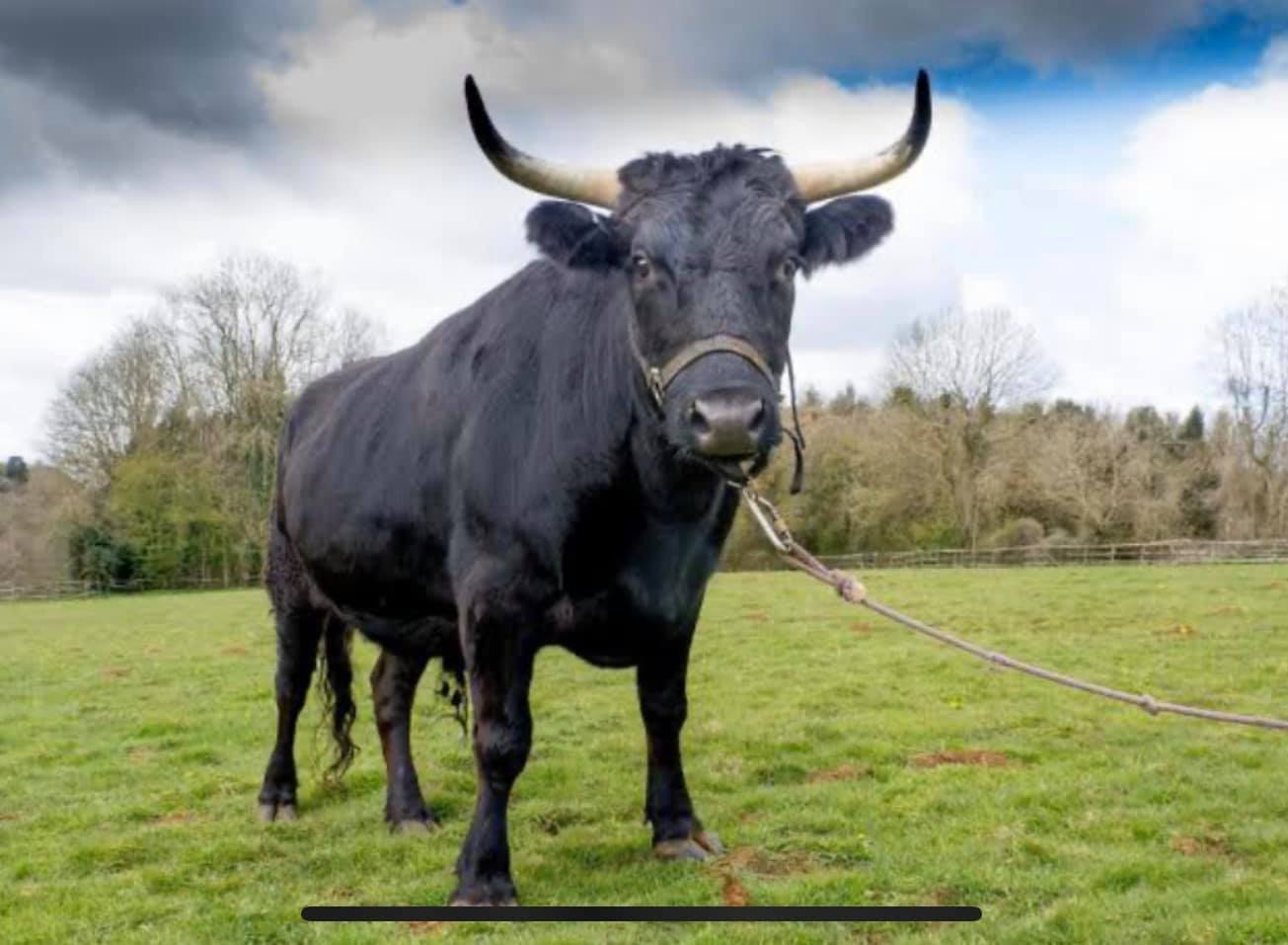 Lancelin - BEWARE OF BLACK BULL ON IOD There is a stray... | Facebook