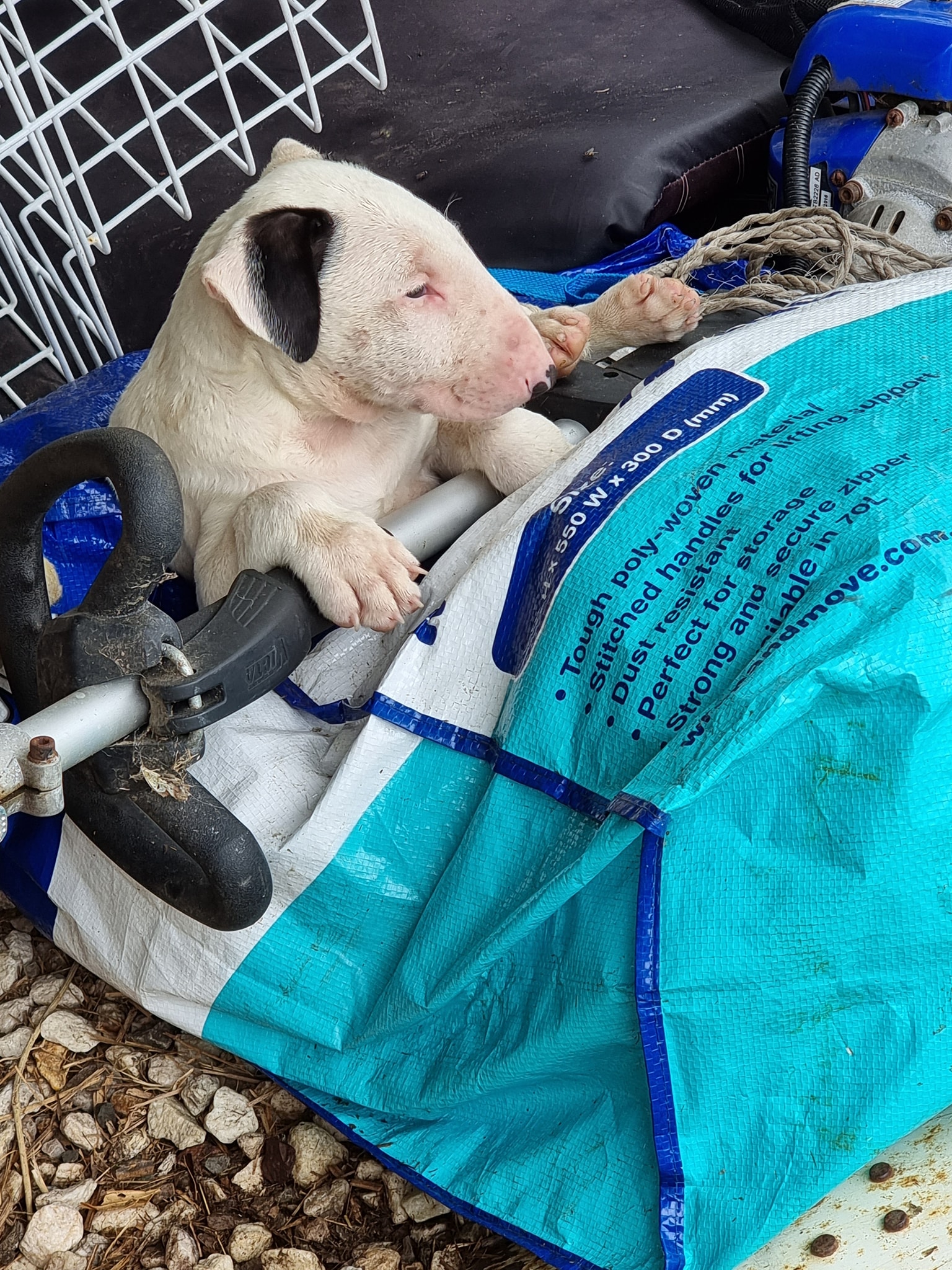 Tenaz Bull Terriers