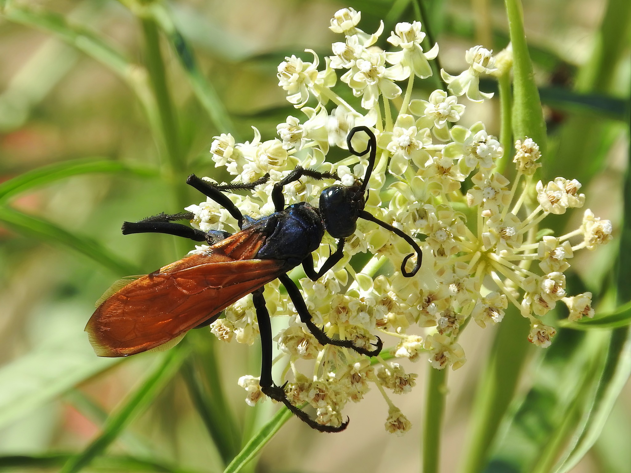 Bill - Nuui Cunni / Wofford Heights, CA. - A female Tarantula Hawk. The ...