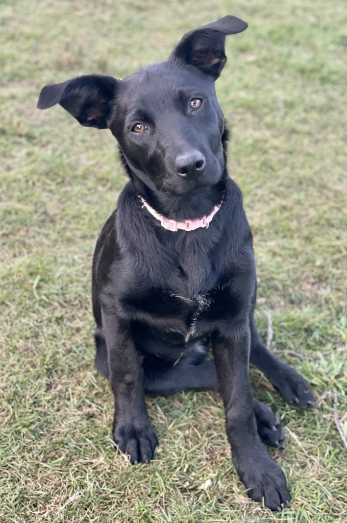 Meet Serena ♥ This beautiful girl with the cutest fluffy ears  