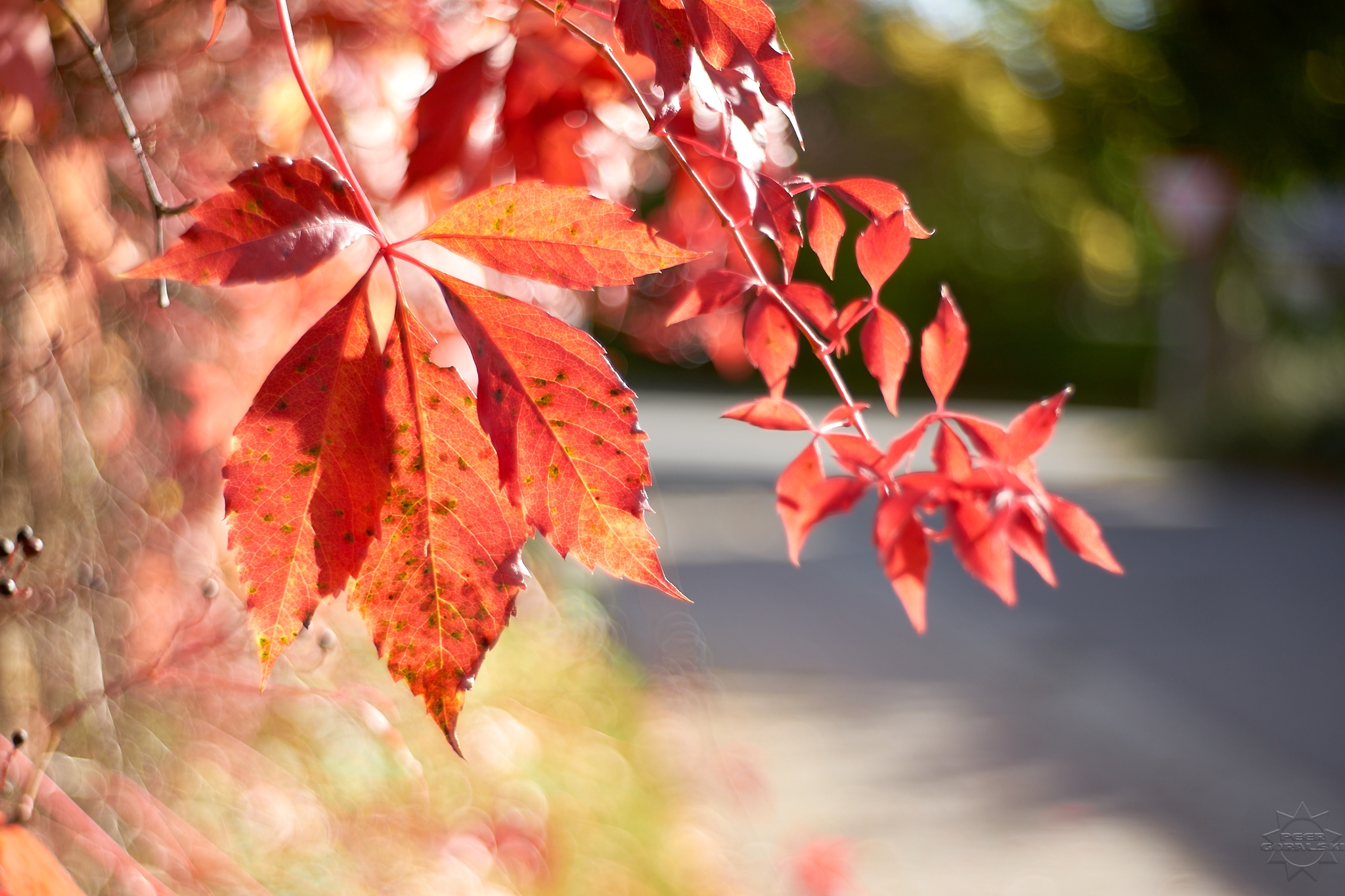 Vibrant red leaves illuminated by sunlight through a Meyer-Optik