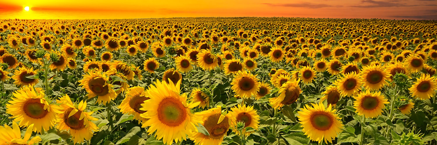 That Tongy Sunflower ride