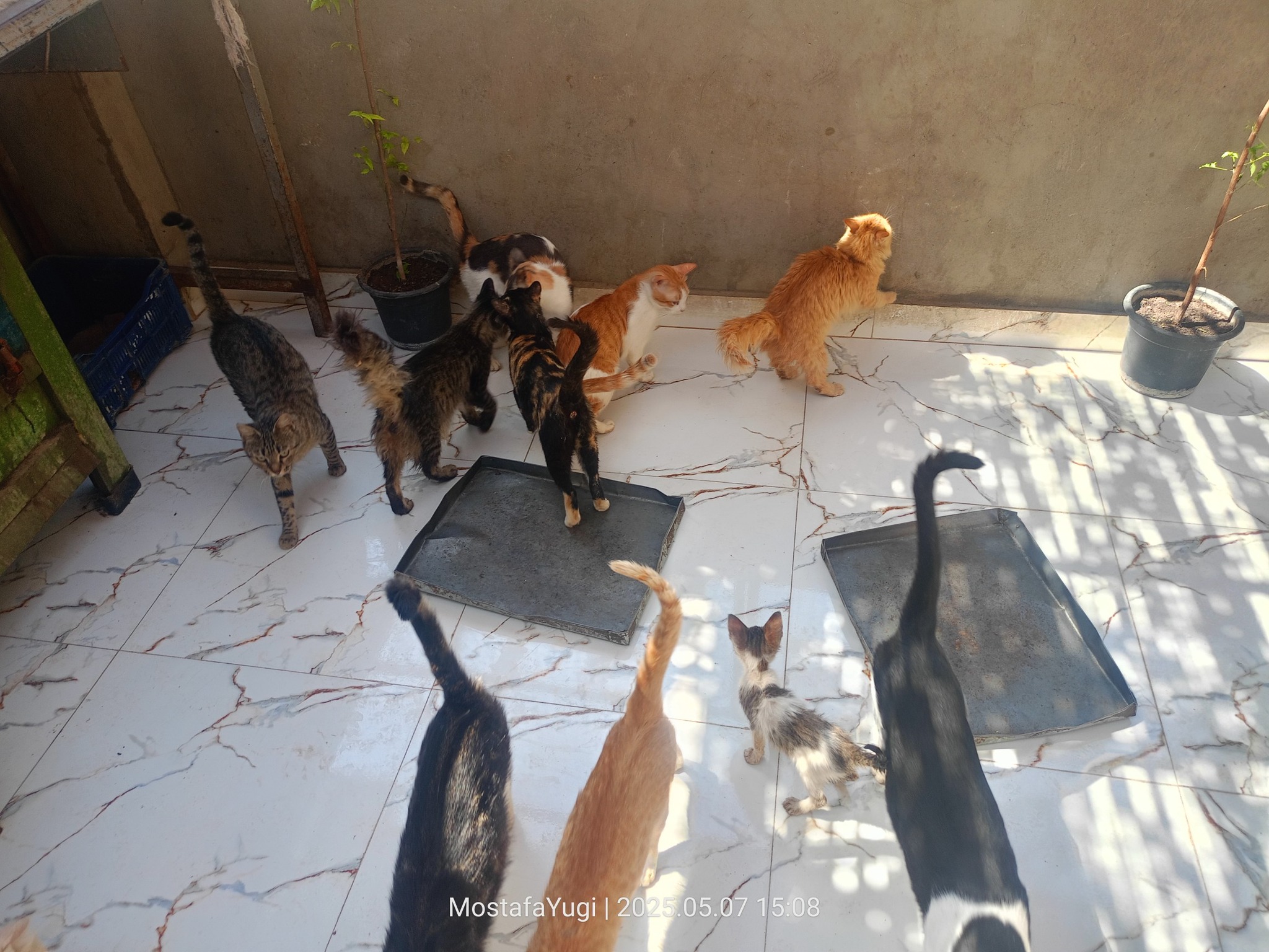 Many paws rescue | Giza