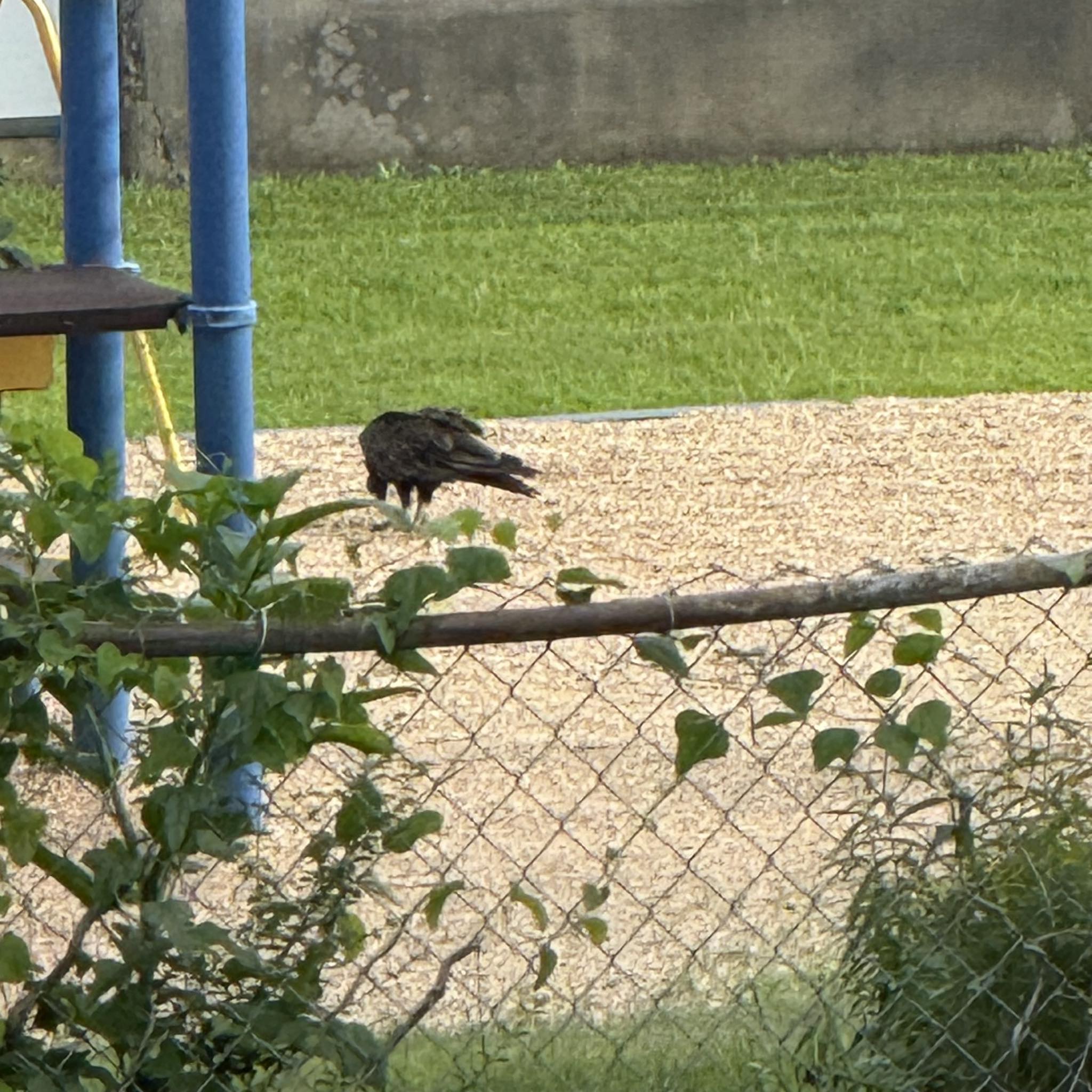 Vultures play a crucial role in nature's cleanup