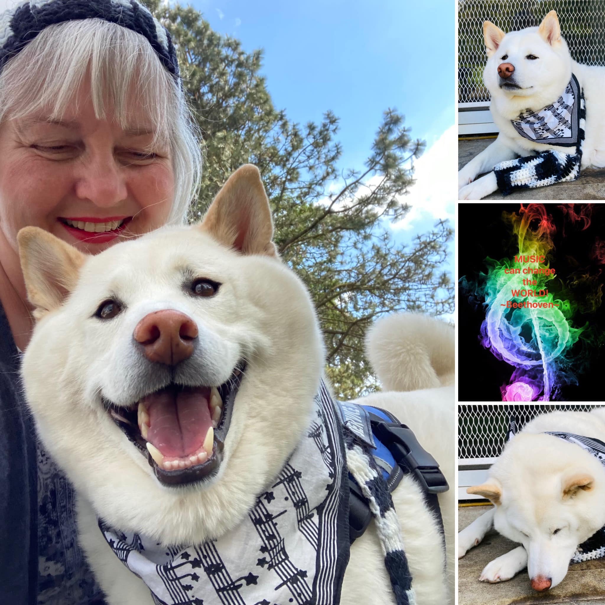 Kuma Yuki the Shiba Inu added a... - Kuma Yuki the Shiba Inu