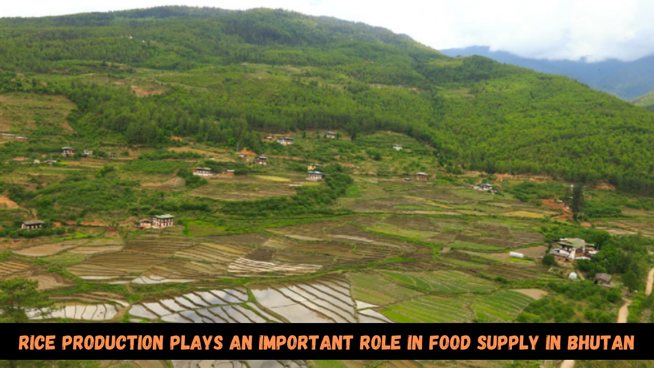 Tashi - RICE PRODUCTION....... in Bhutan plays an important role in ...