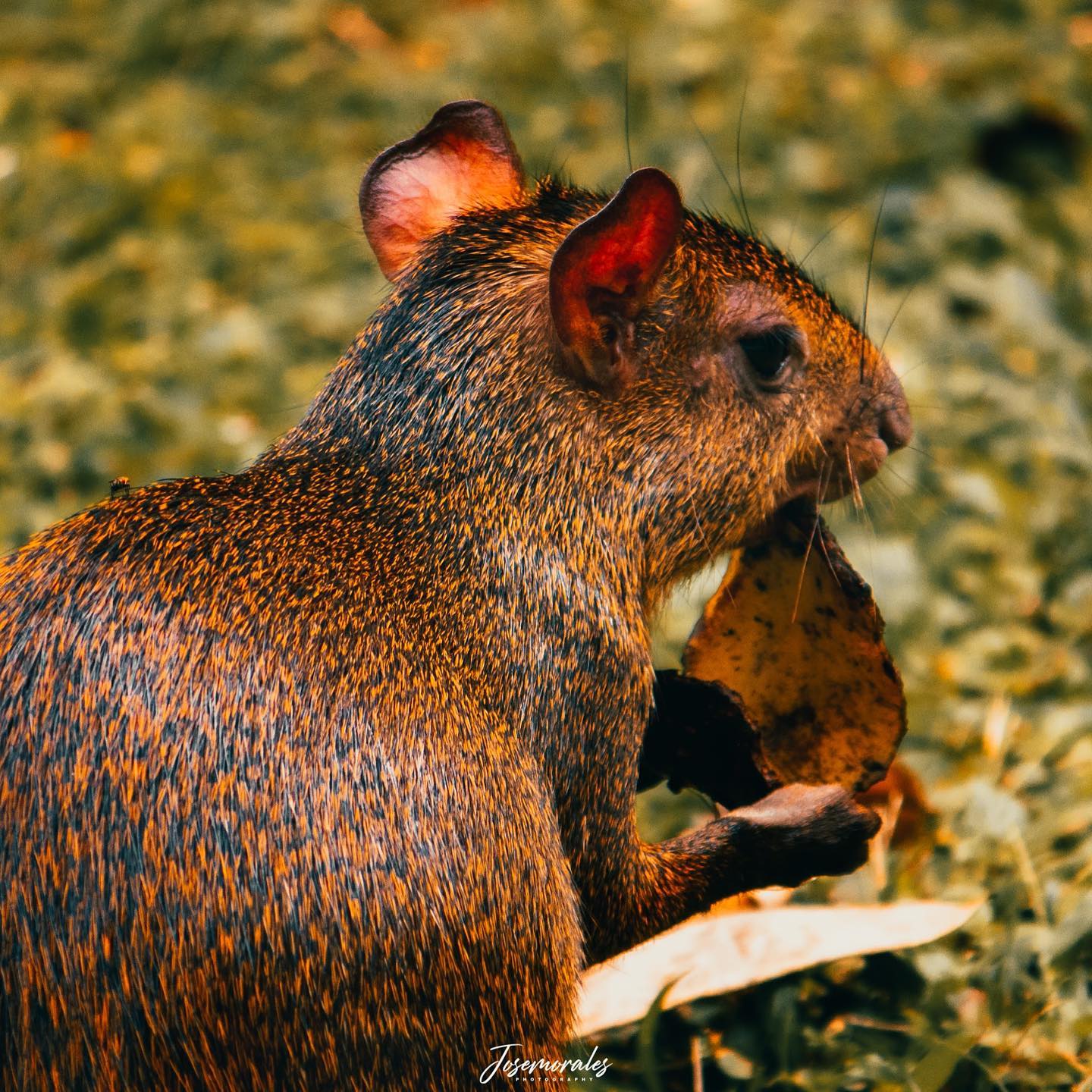El ñeque Endémico🐿 que vive en Coiba... - Jose Carlos Morales