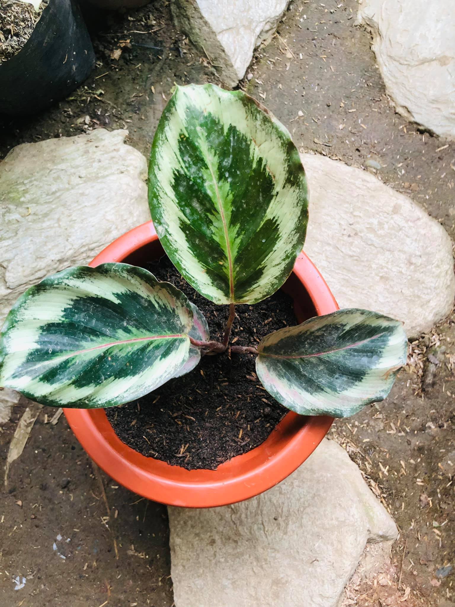 Plantwork’s MNL - Pamine Calathea Shine star 380 pesos | Facebook