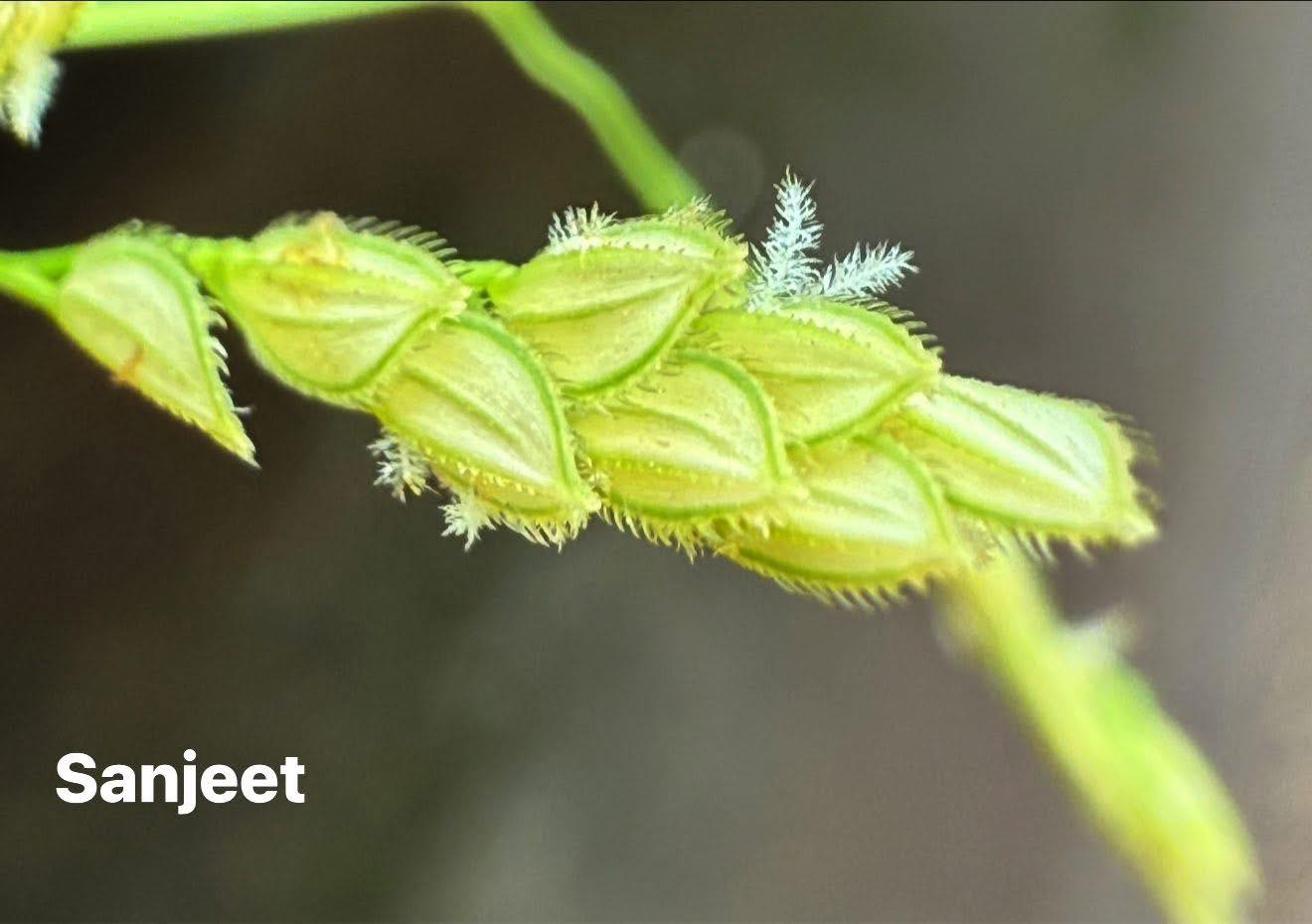 FLORA OF MANIPUR | Facebook