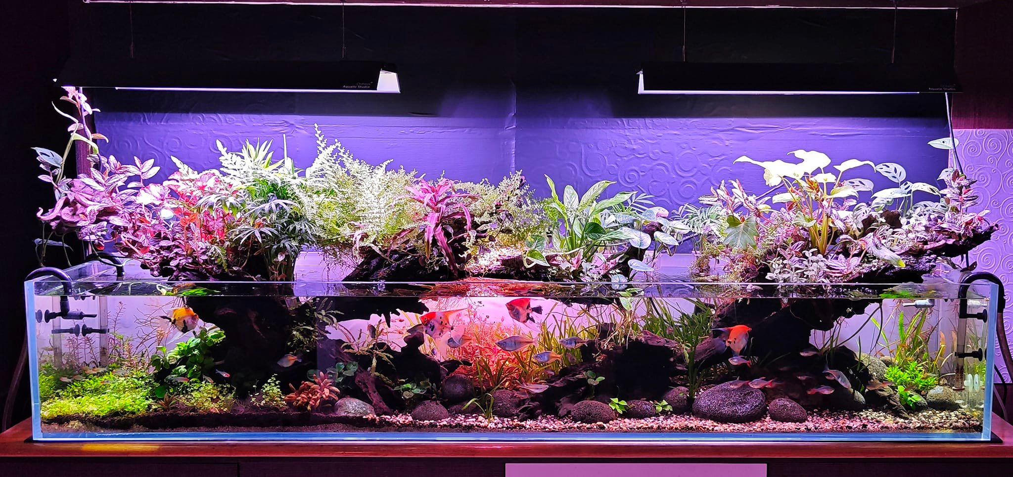 Using Chihiros WRGB II Pro 60 cm on larger aquariums