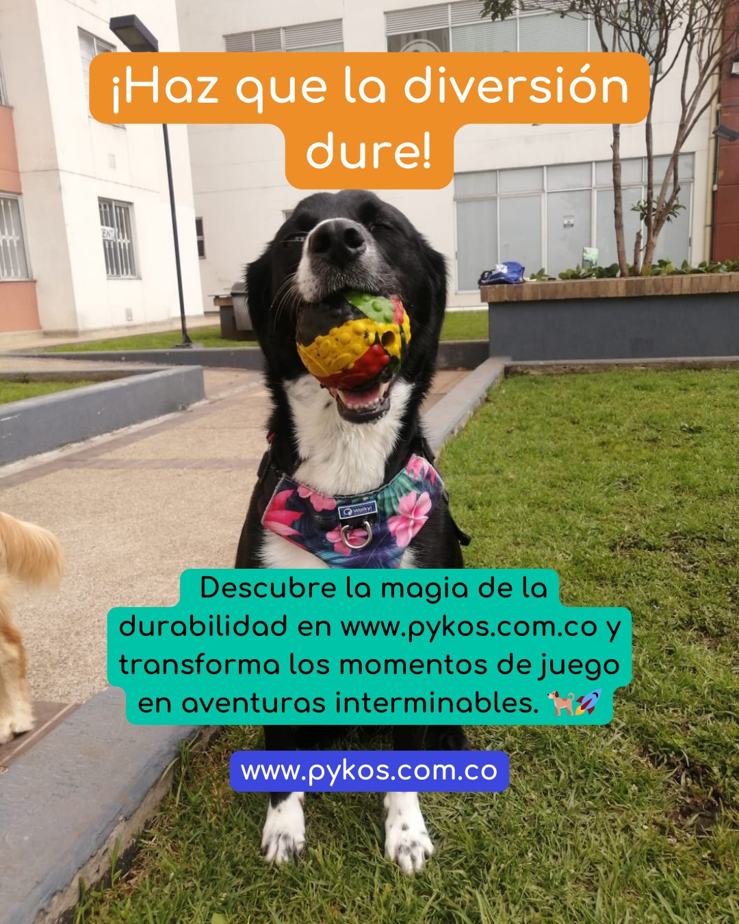 Pykos Mascotas | Manizales