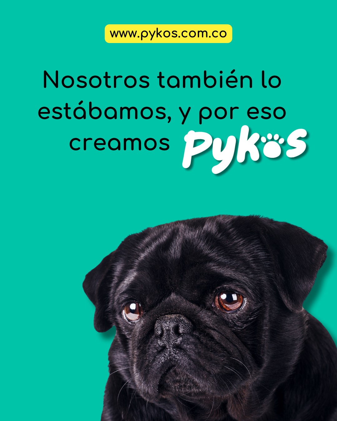 Pykos Mascotas | Manizales