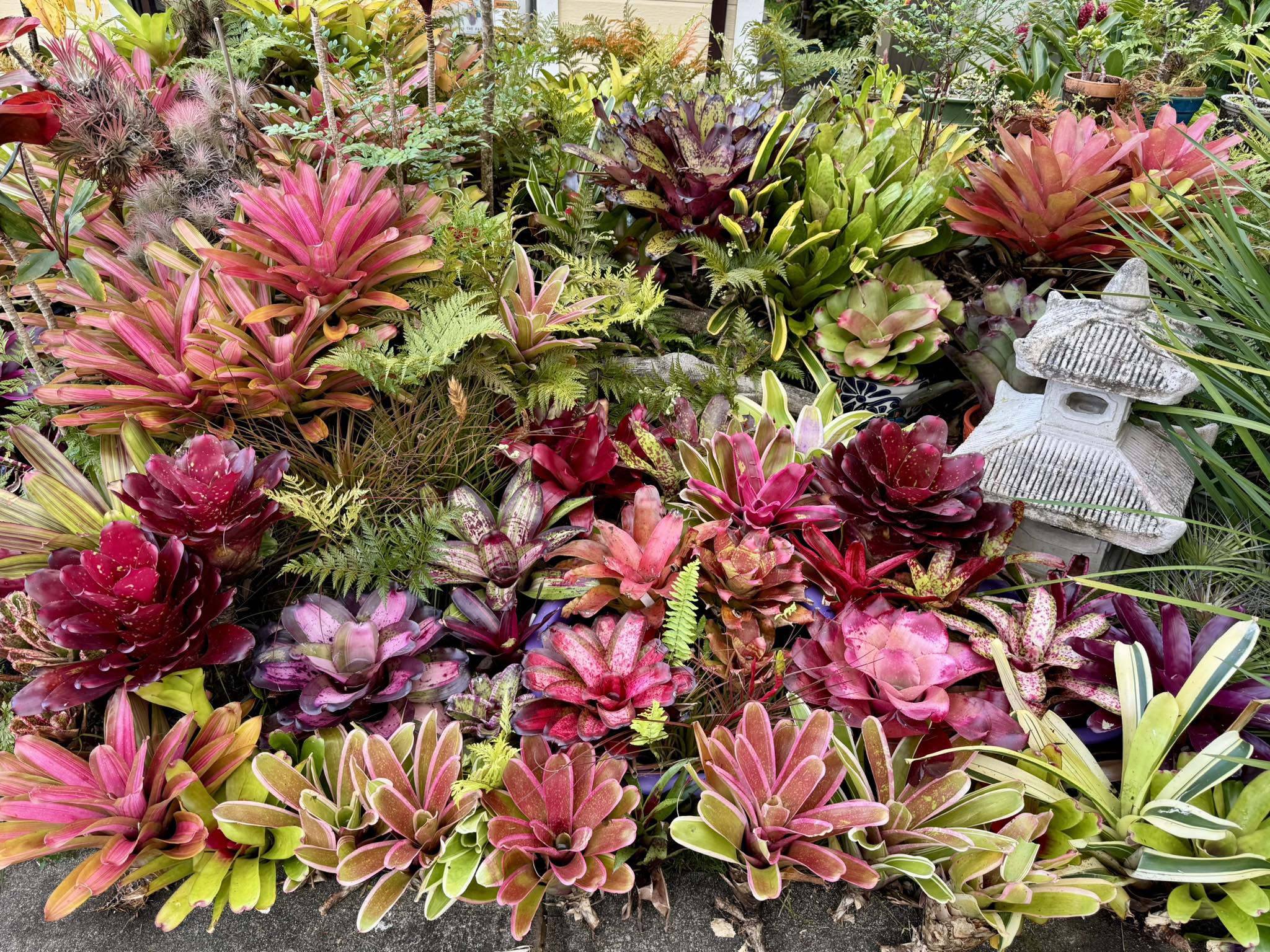 Bromeliad collection with Lisa Vinzant's hybrids in Hawaii