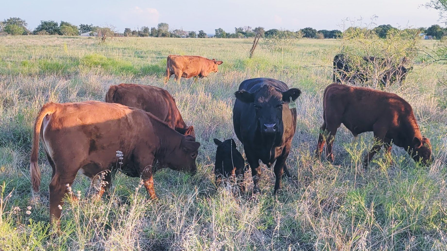 JBarT Livestock - ...and the first Fall baby arrived late... | Facebook