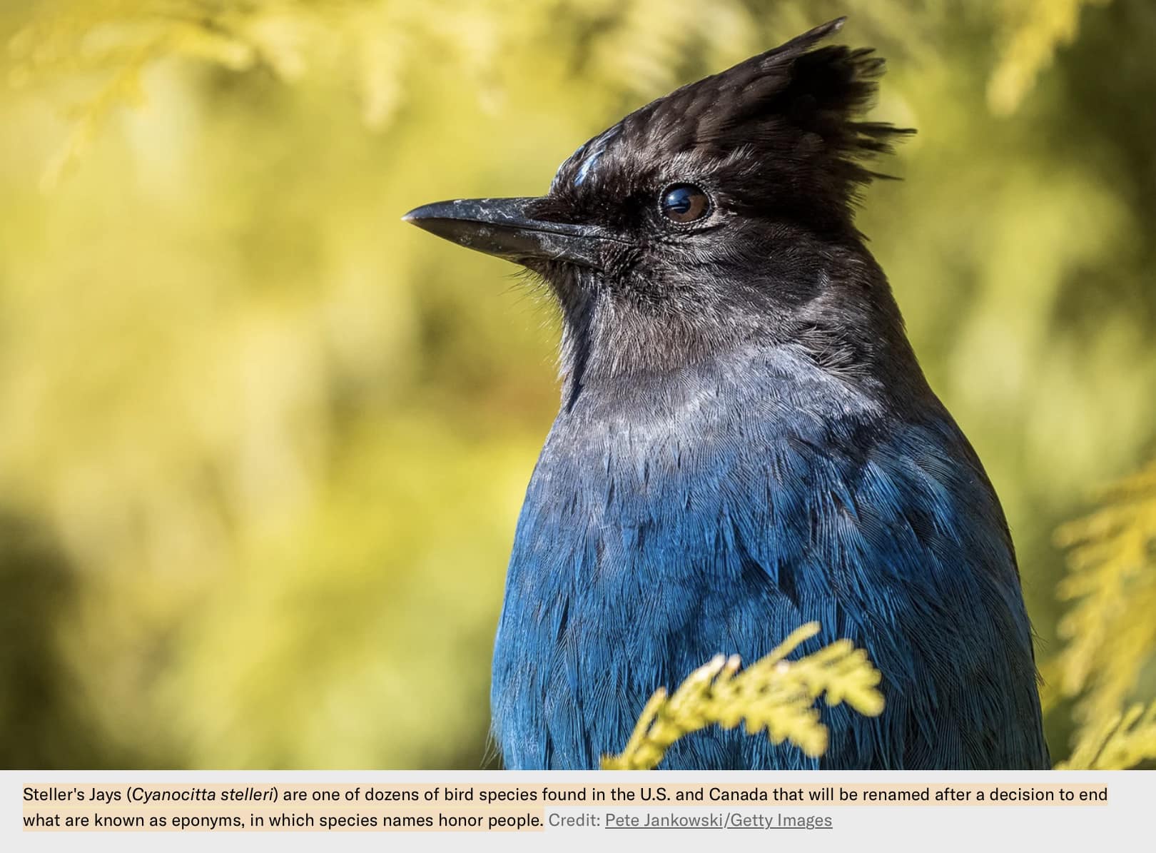 ネンネン鳥更新しました Several bird species are being renamed, including the stellar's jay