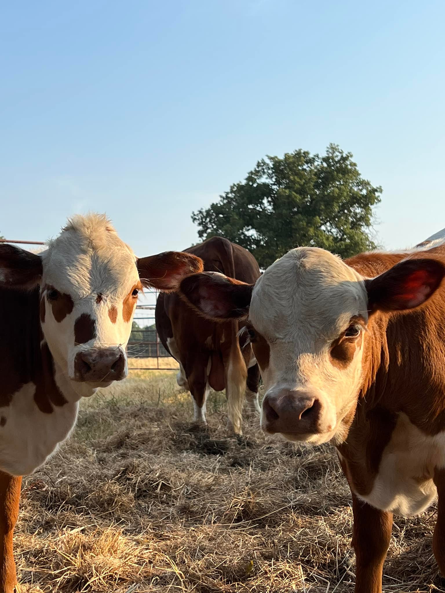 Four D Ranch