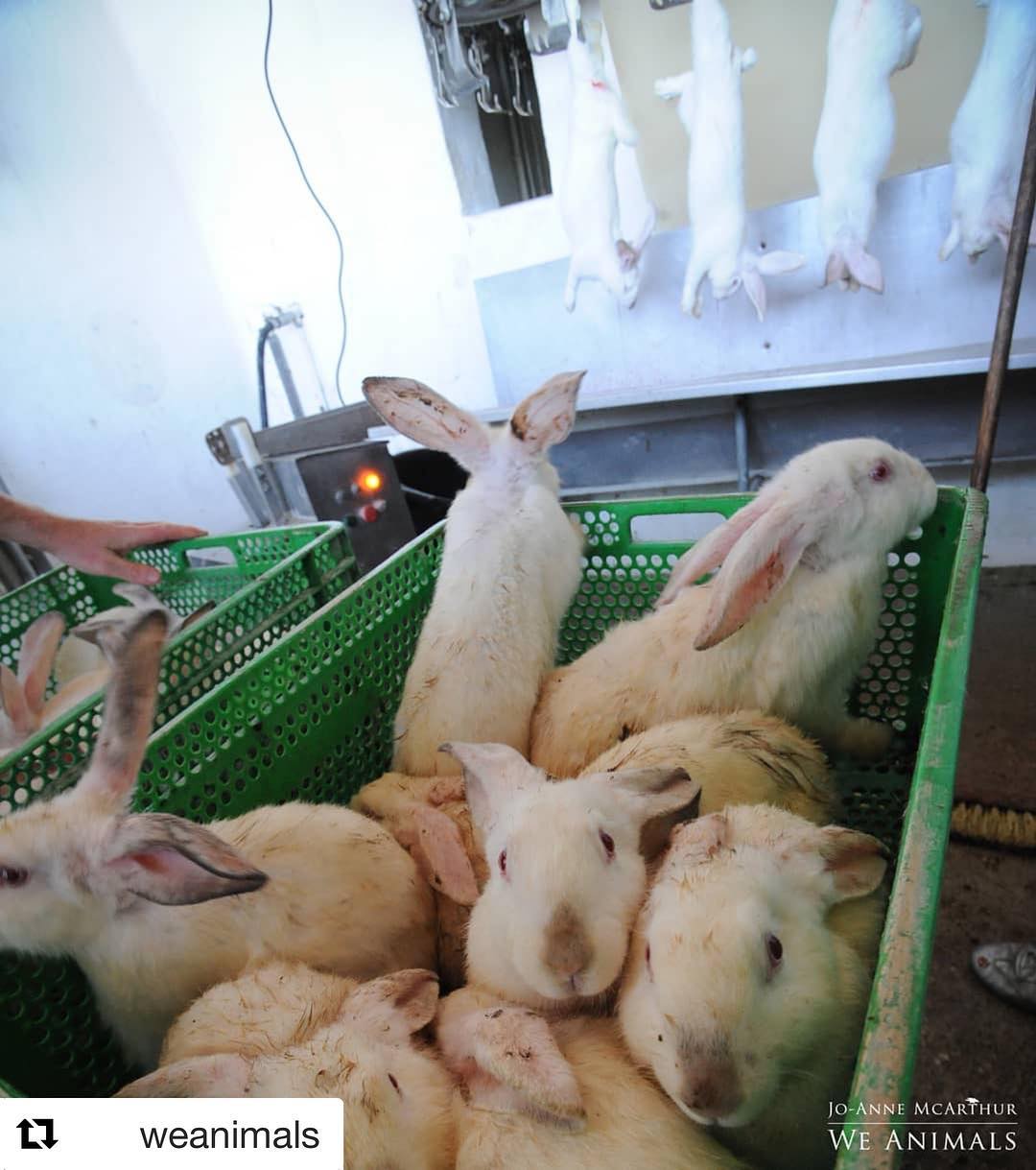 Rabbit Rights - For All animals, choose compassion. Go...