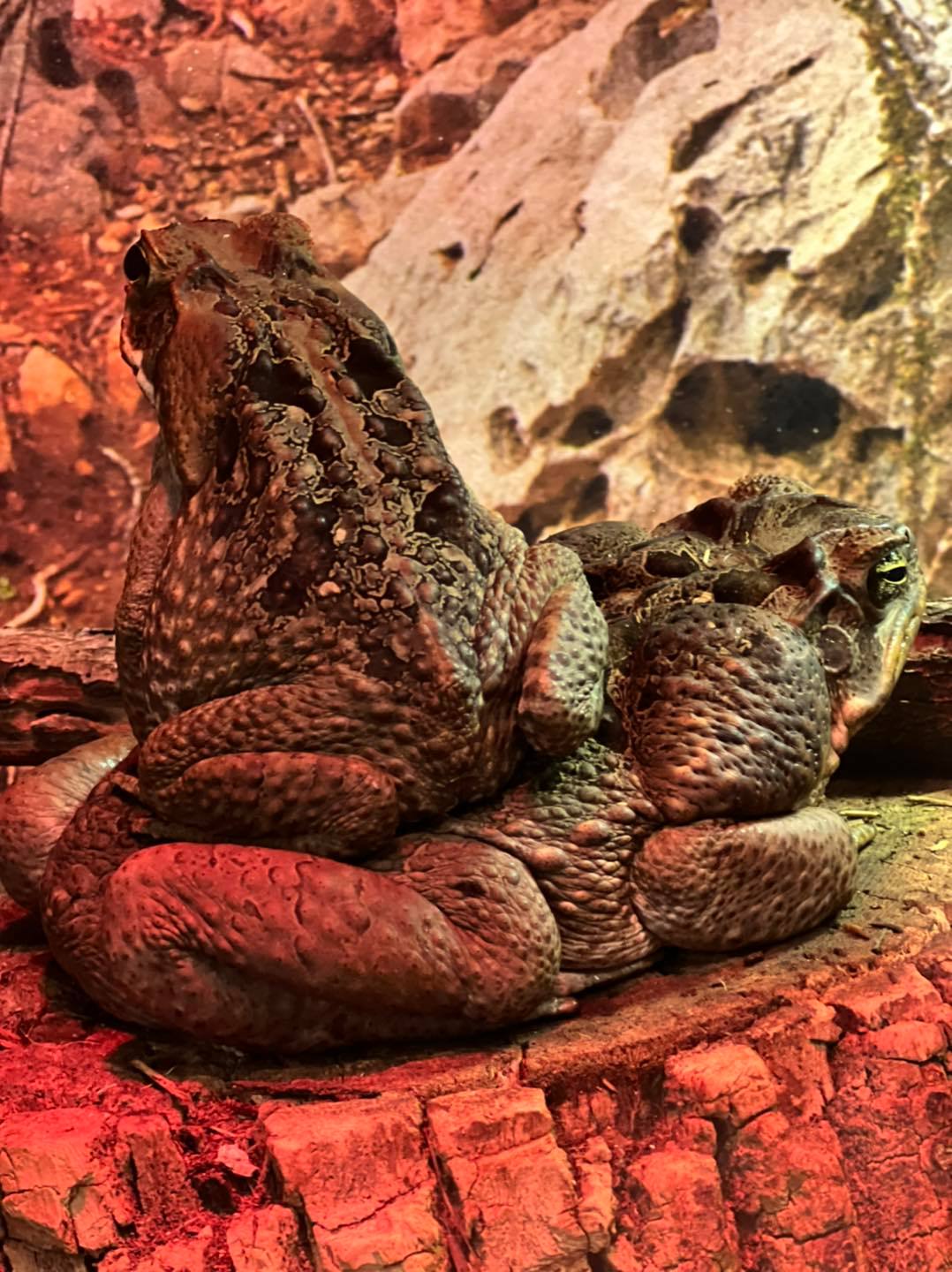 TOAD THURSDAY! 🐸... - Little Ray's Nature Center - Syracuse | Facebook